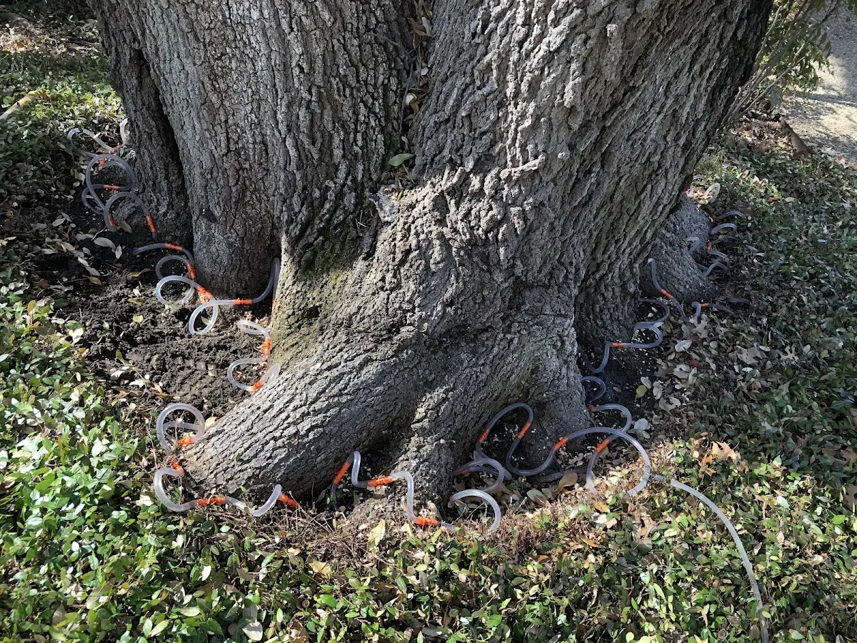 Detailed Tree Cabling and Bracing job site in Mesa Verde National Park