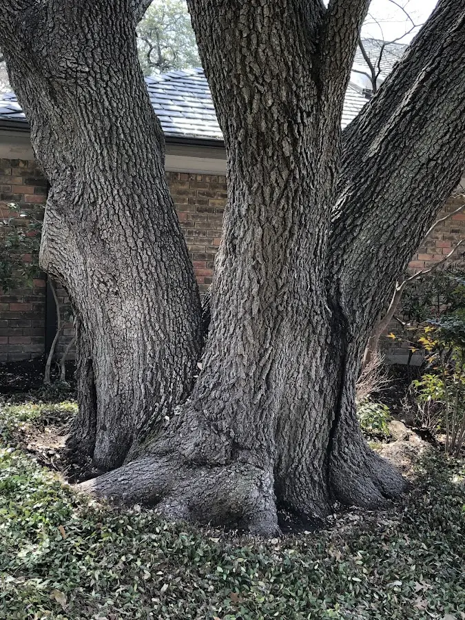 Mature heritage tree close to a Mesa Verde National Park property cared for by certified arborists